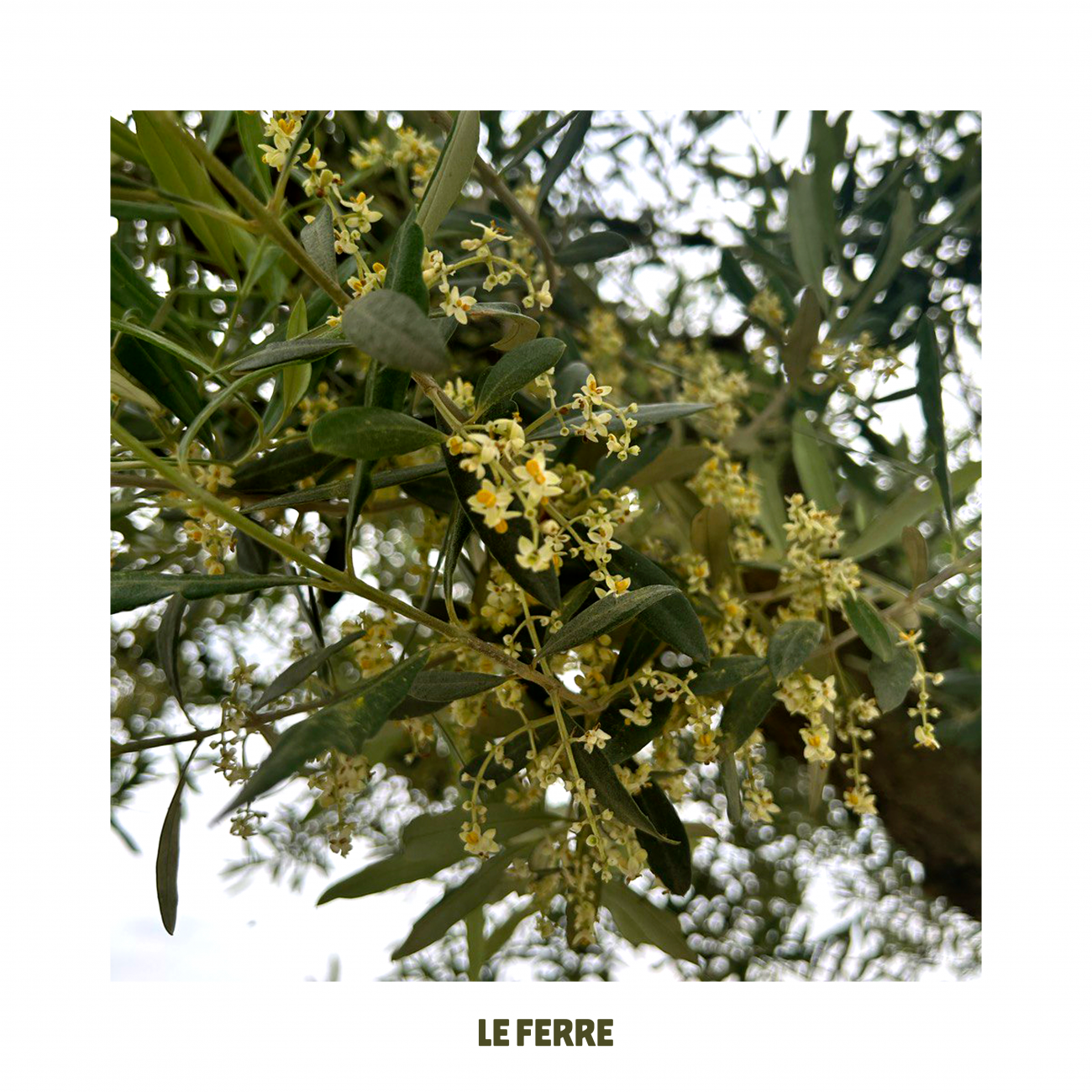 Le Ferre - fioritura ulivi